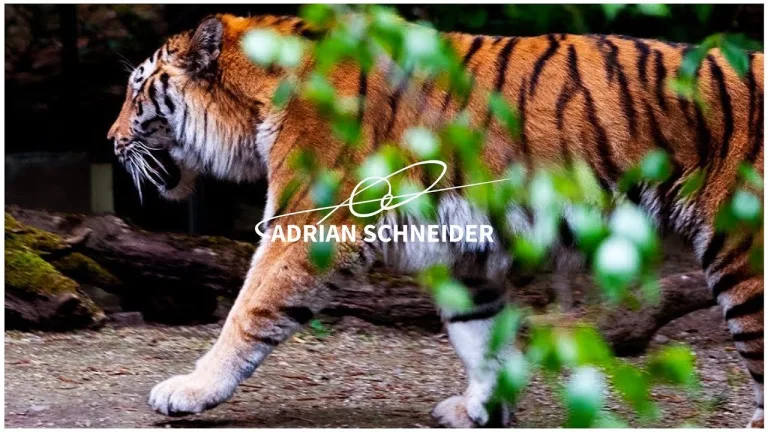 Zoo Zürich